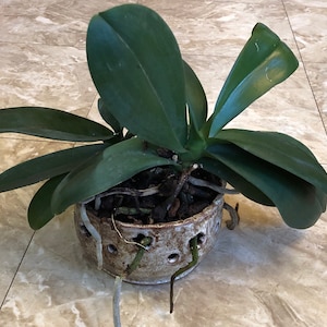 May include: An orchid plant with dark green leaves and visible roots. The plant is potted in a ceramic container with drainage holes. The container has a neutral color and a textured surface. The plant is placed on a light-colored tiled surface.
