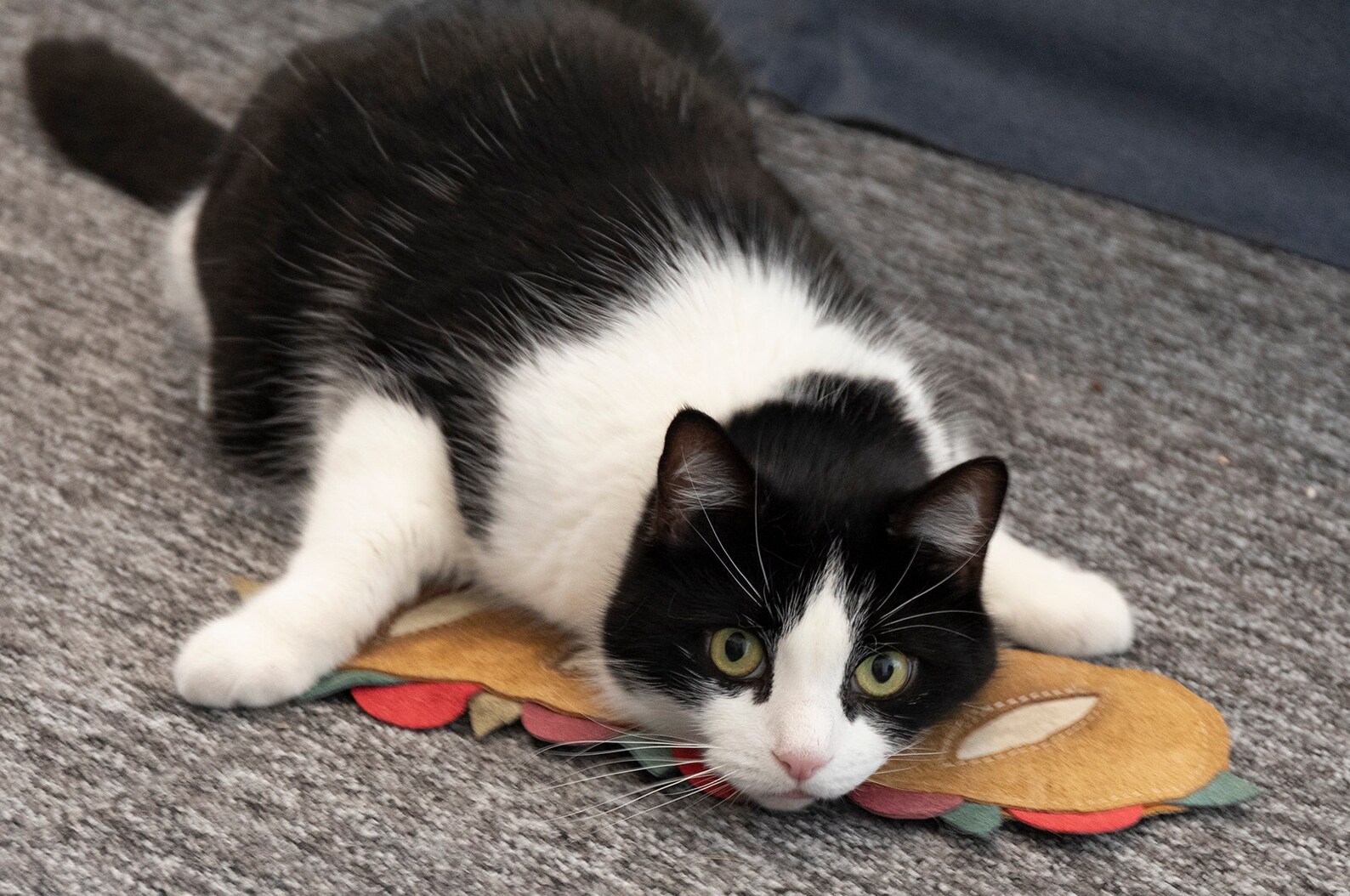 Big Baguette JUMBO Extra Strong Catnip Cat Toy. Real Suede / Etsy