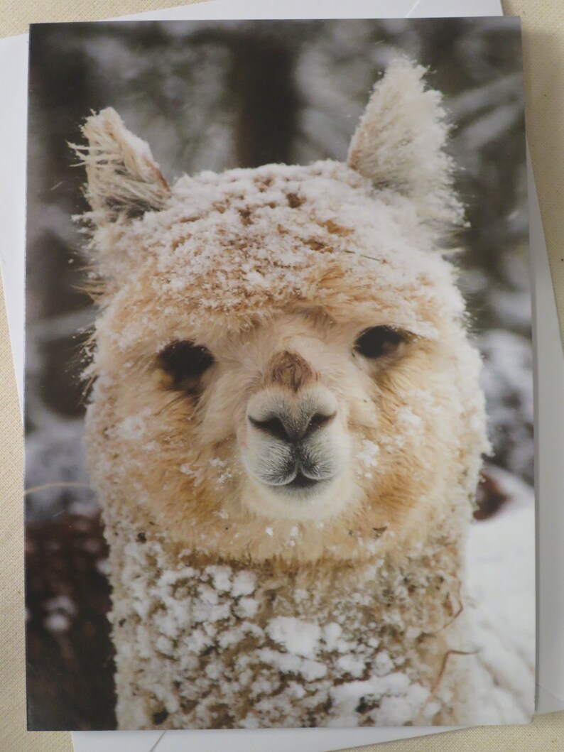 Pack of 5 Alpaca Christmas Cards Etsy