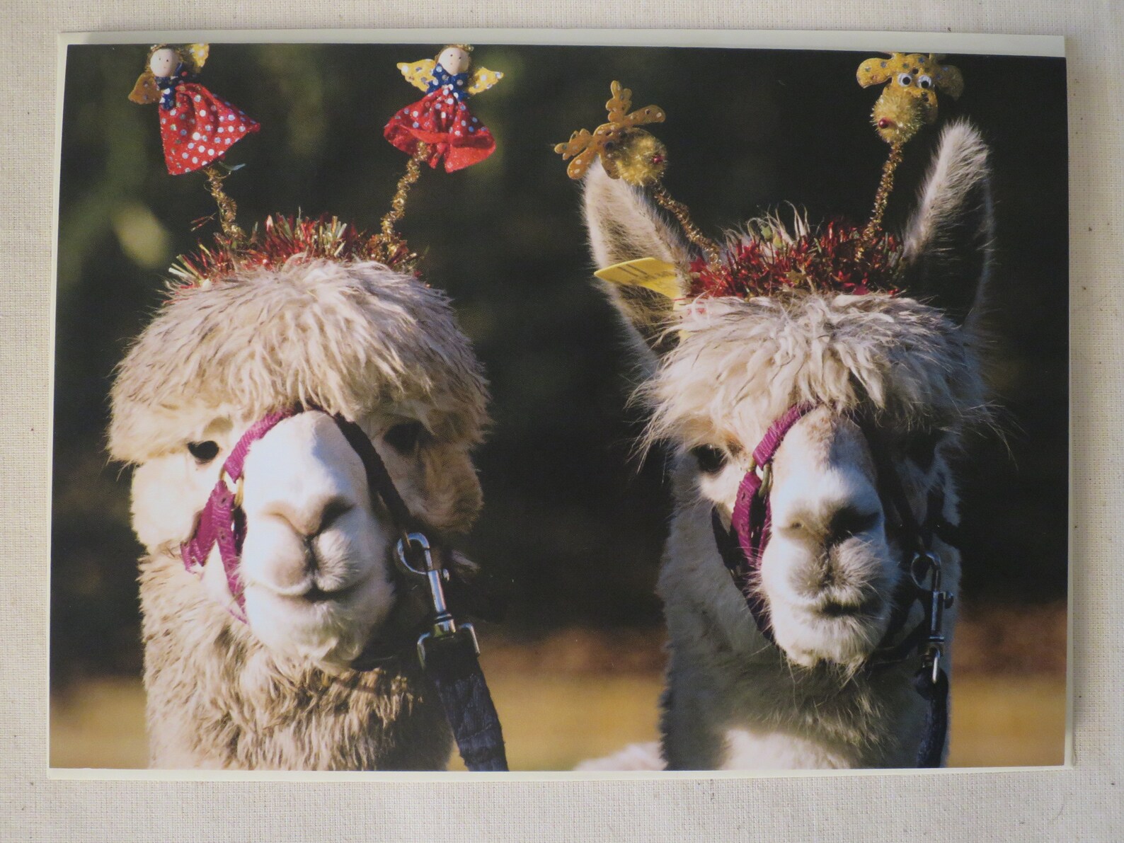 Alpaca Christmas Cards 