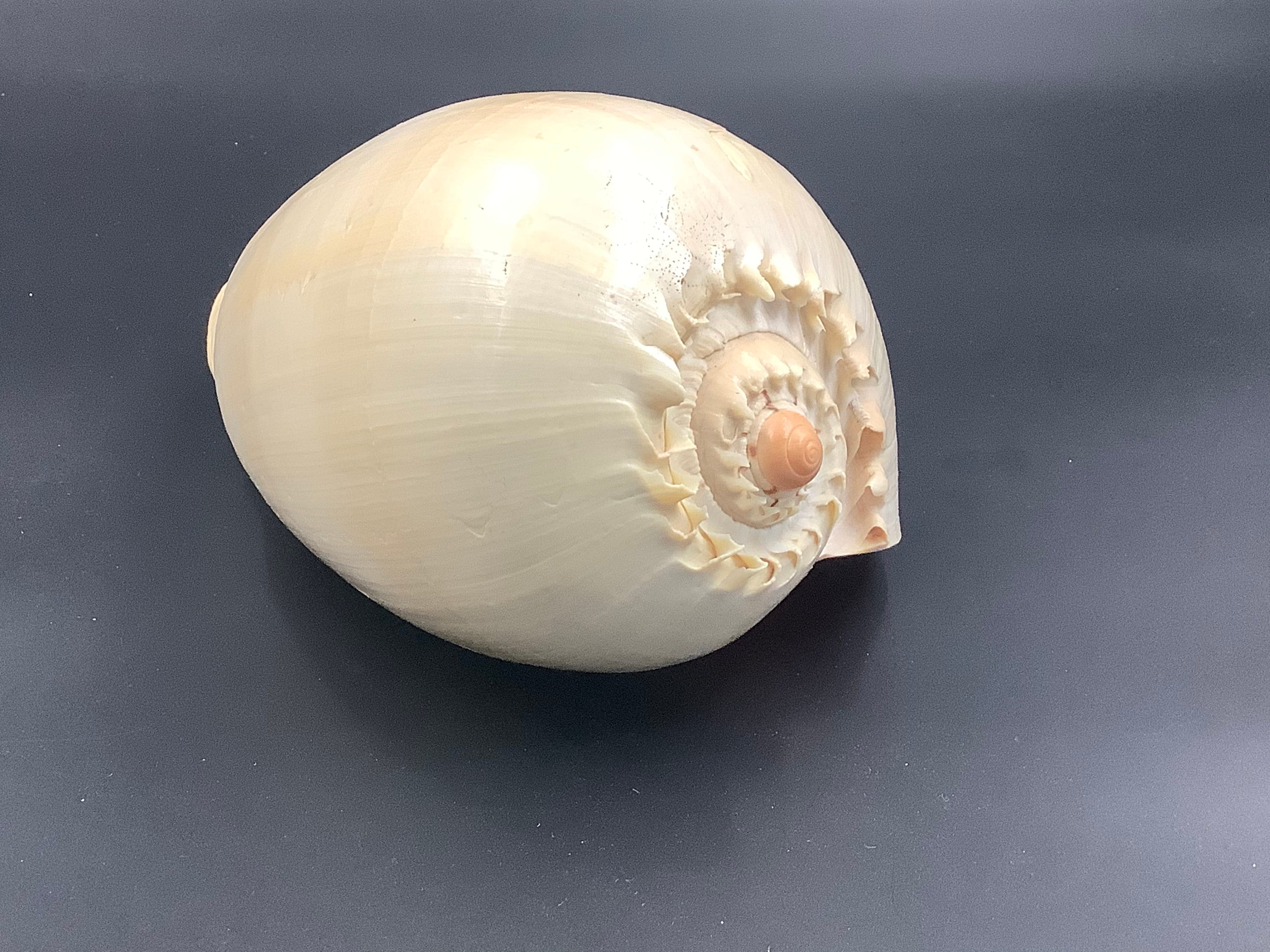 Melo Broderipii Seashell, Shovel Shell From the Philippines - Etsy