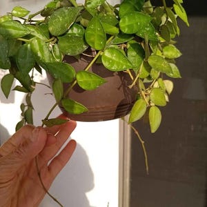 8&quot; Hoya Krohniana Splash Cutting - White Fragrant Flowers