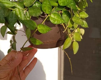 May include: A hanging plant with green leaves in a brown pot. The plant is trailing down and is being held by a hand.