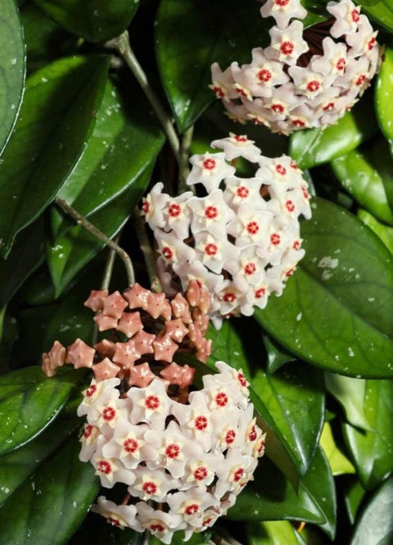Hoya carnosa white pink — Ecuagenera California