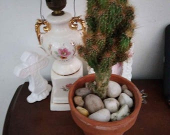 7&quot; Very Crested Rare Red Spined Monstrose Peruvian Apple Cactus  Rooted - Ship Bareroot