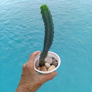 9&quot; Blue Geometrizans Myrtillocactus   - Shipped Bareroot - Blue Myrtle