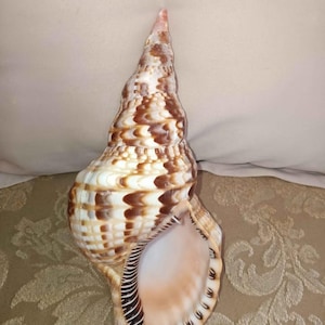 May include: A large, ornate seashell with a spiral shape. The shell features a pattern of brown and white markings, with a smooth, pearly interior. The tip of the shell is a light pink color. The shell is a natural decorative item.