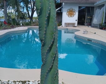 May include: A tall, spiraling green cactus with prominent vertical ridges and small, sharp spines along the edges. The plant is potted in a light-colored, textured container filled with white decorative stones, standing upright on a paved surface.
