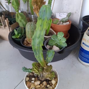 8&quot;x4&quot; Blue Geometrizans Myrtillocactus Cristata  - Ship Bareroot - Blue Myrtle