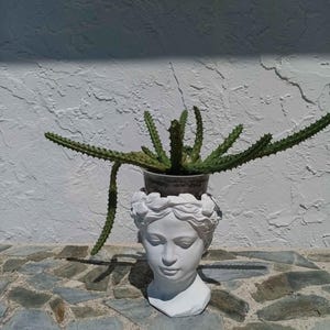 May include: A white ceramic mug with a black handle and the text "But First, Coffee" in a black, handwritten-style font. The mug is on a white surface.