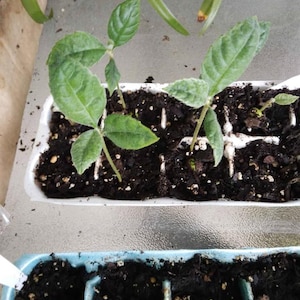 1 Loquat Seedling Tree - Japanese Plum