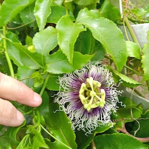 50 White Purple Passion Flower Vine Possum Fruit SEEDS