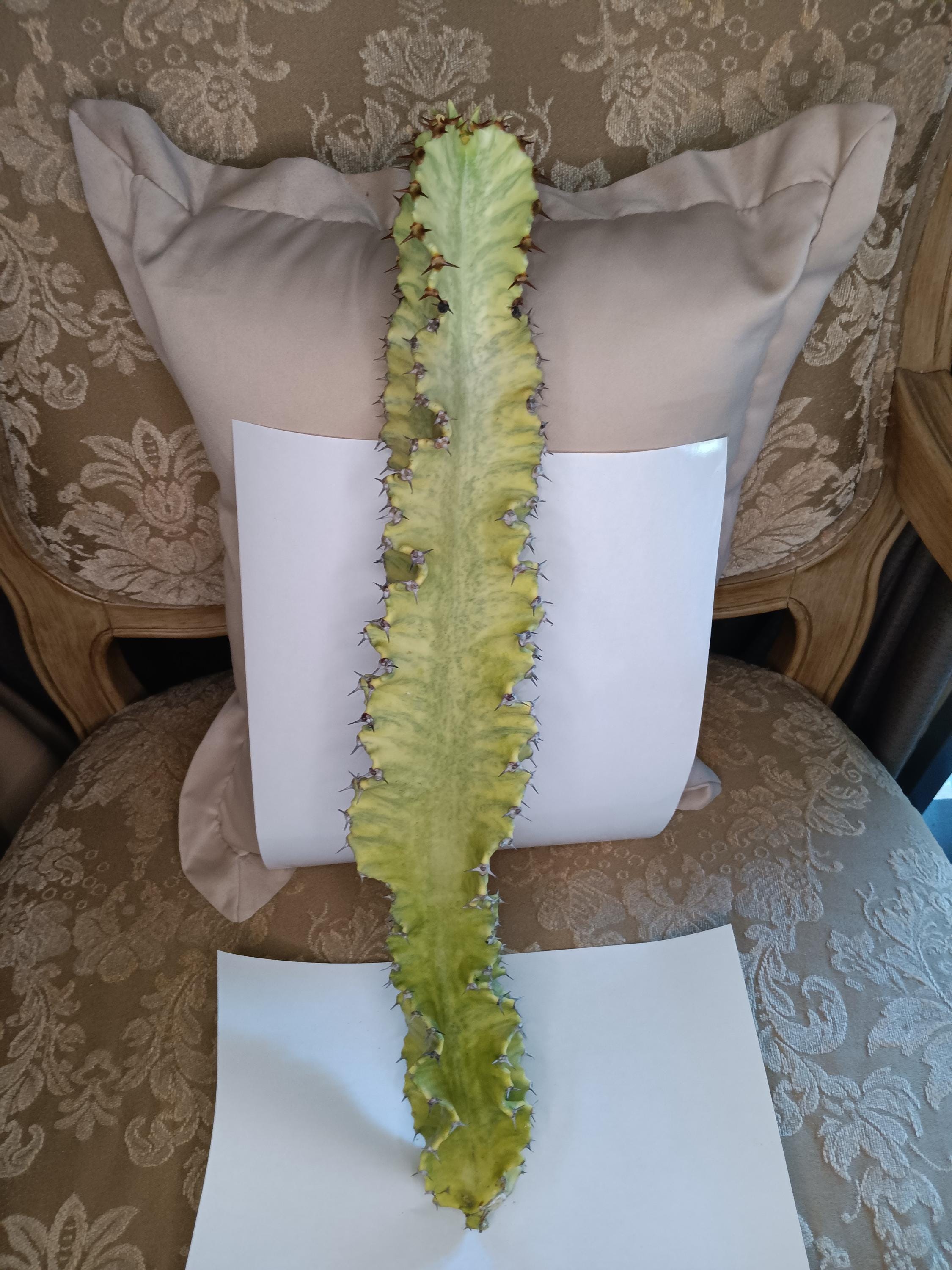 16" Ammak Cactus Cutting Variegated Euphorbia or Deltona, FL Pickup