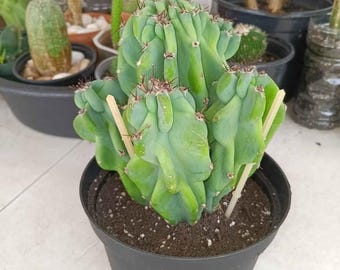 7&quot; x7&quot; Monstrose Peruvian Apple Cactus Crown Cutting - White Flowers Red Edible Fruit