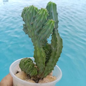Blue Geometrizans Myrtillocactus Cristata - Shipped Bareroot - Blue Myrtle