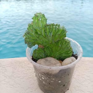 Blue Crested Myrtillocactus Geometrizans Cristata - Shipped Bareroot - Blue Myrtle