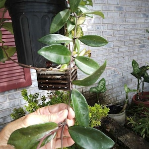 10&quot; Green Hoya Carnosa Cutting Leaves have Grey Speckles - Fragrant Light Pink Blooms