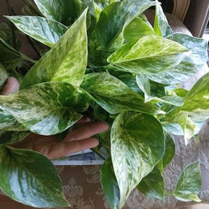 5 Marble Queen Pothos Leaf CUTTINGS w. 5 Nodes - Ship or Deltona, FL Pickup
