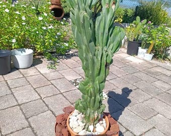 26&quot; Monstrose Peruvian Apple Cactus Cutting - White Flowers Red Edible Fruit