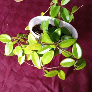 Green Hoya Carnosa 3 Plants in 1 Pot - Light Pink Fragrant Flowers
