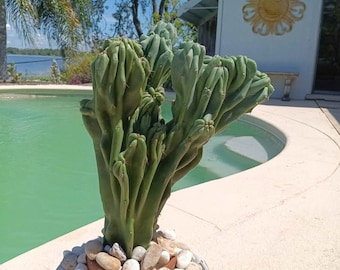 19&quot;X9x9&quot;  Monstrose Peruvian Apple Cactus Cutting - White Flowers Red Edible Fruit