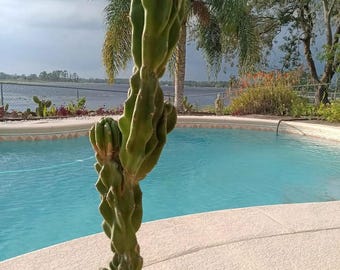26&quot; Monstrose Peruvian Apple Cactus Cutting - Large White Flowers Red Edible Fruit