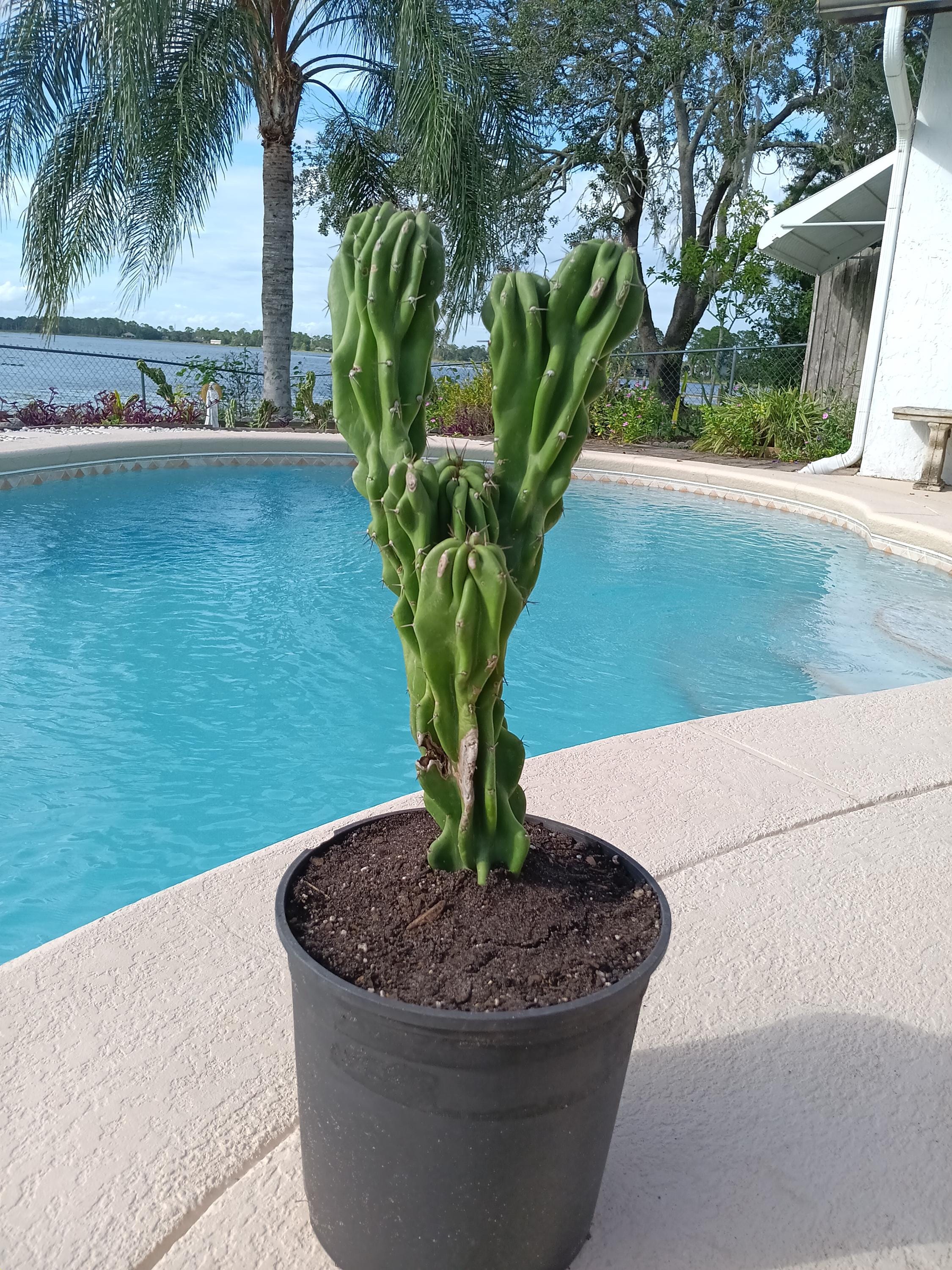 16"×8" Potted Monstrose Peruvian Apple Cactus - Shipped Bareroot