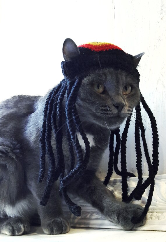Cat In The Hat With Dreads Best Cat Wallpaper