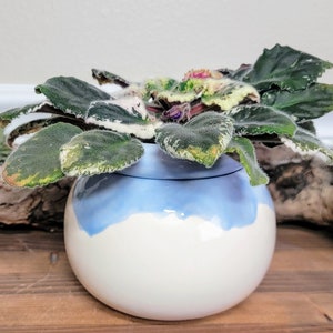 Small Ceramic Bubble Self Watering / African Violet Pot Light Blue