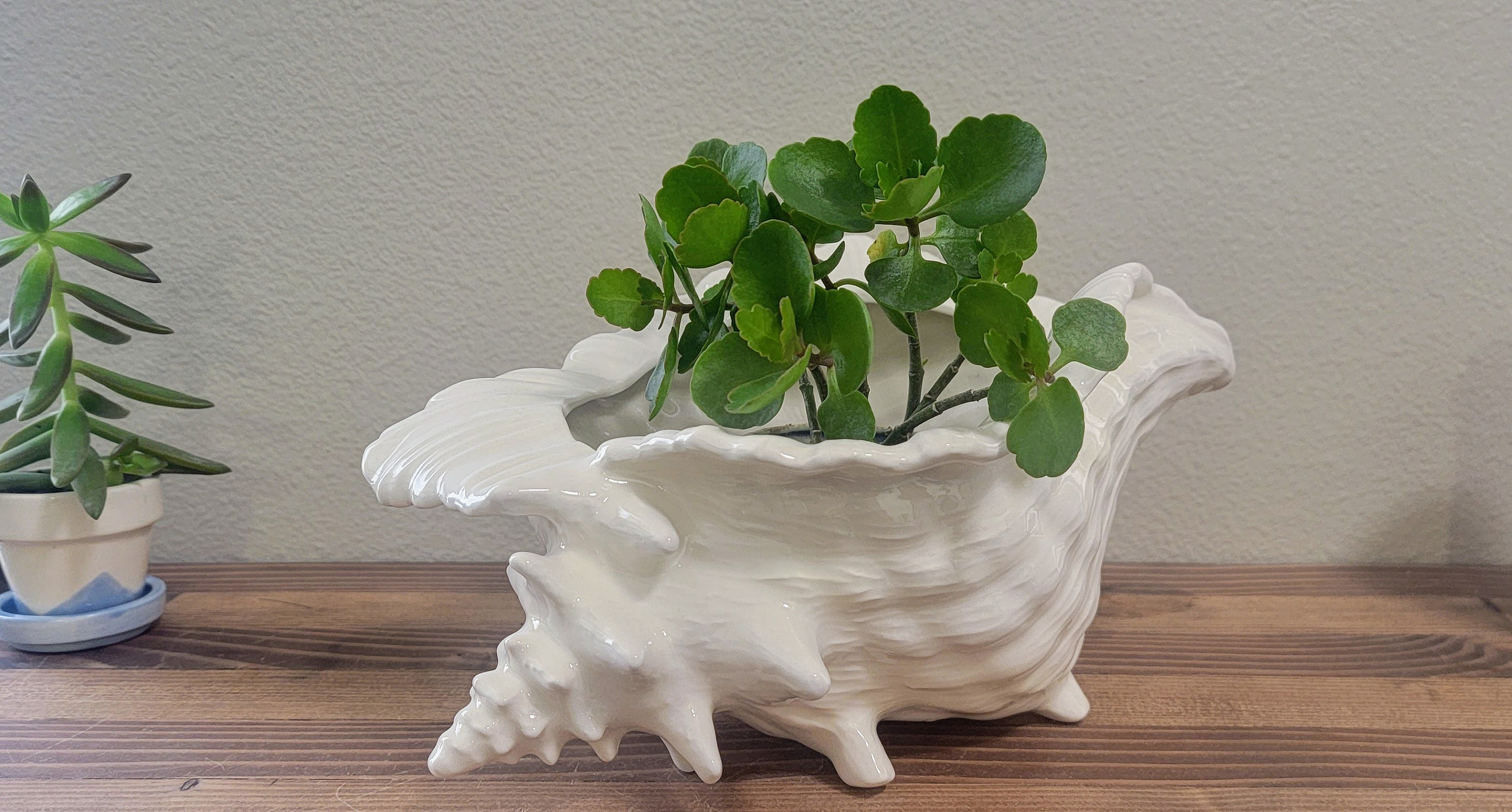 Conch Shell Planter - Unique Stone