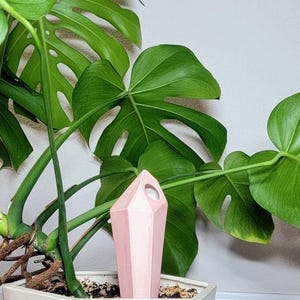 Handmade ceramic watering spike designed with a sleek, geometric pink shape, artfully nestled in a vibrant Monstera plant with lush green leaves showcasing unique splits and holes, perfect for plant care enthusiasts seeking style and functionality.