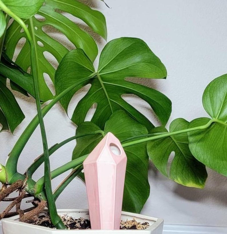 Handmade ceramic watering spike designed with a sleek, geometric pink shape, artfully nestled in a vibrant Monstera plant with lush green leaves showcasing unique splits and holes, perfect for plant care enthusiasts seeking style and functionality.
