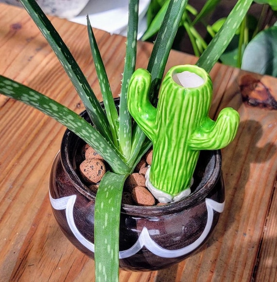 cactus cereus spiralis Cereus forbesii Spiralis