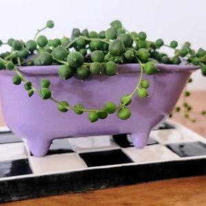 May include: A small purple bathtub planter with a green succulent plant growing inside. The planter is sitting on a black and white checkered tile.