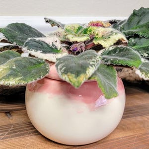 Small Ceramic Bubble Self Watering / African Violet Pot - Functional Art - Handmade Pottery - Easy Plant Care