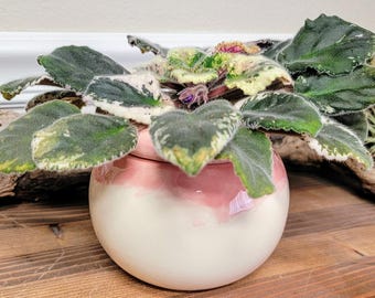 Maceta de cerámica pequeña con autorriego hecha a mano: Maceta de violeta africana