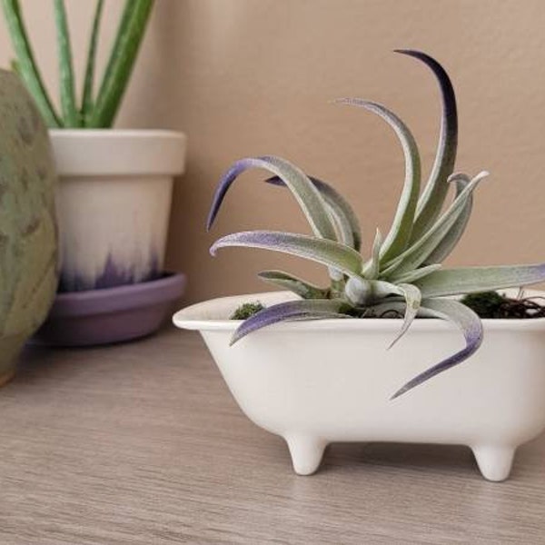 Small Ceramic Bathtub Succulent/Cactus/Air Plant Planter Pot