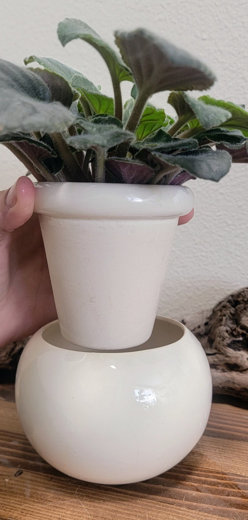 Small Ceramic Bubble Self Watering / African Violet Pot White