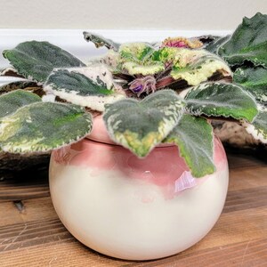 Small Ceramic Bubble Self Watering / African Violet Pot Pink