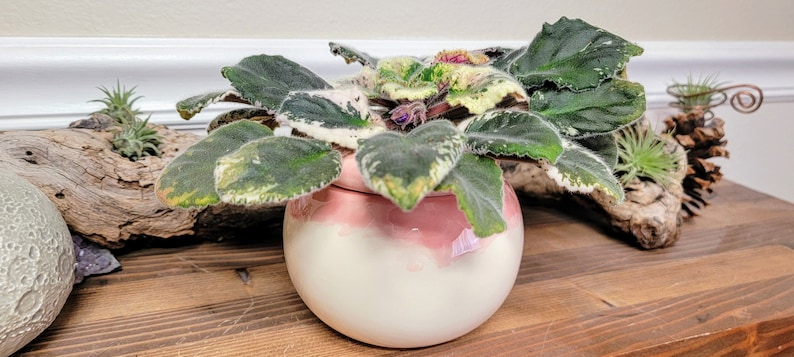 Small Ceramic Bubble Self Watering / African Violet Pot Pink