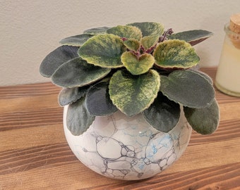Medium Ceramic Bubble Self Watering / African Violet Pot