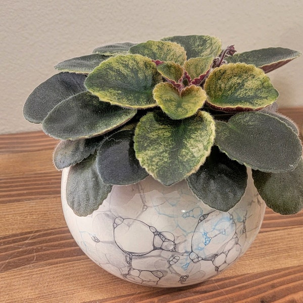 Medium Ceramic Bubble Self Watering / African Violet Pot