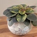 see more listings in the Planter and Pots section