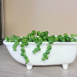 Maceta de cerámica mediana para bañera, para suculentas, cactus y plantas de aire