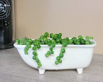 Medium Ceramic Bathtub Succulent/Cactus/Air Plant Planter Pot