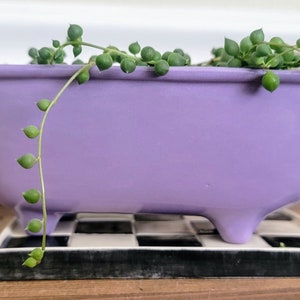 May include: A purple ceramic bathtub planter with a succulent plant growing out of it. The planter is sitting on a black and white checkered tile.