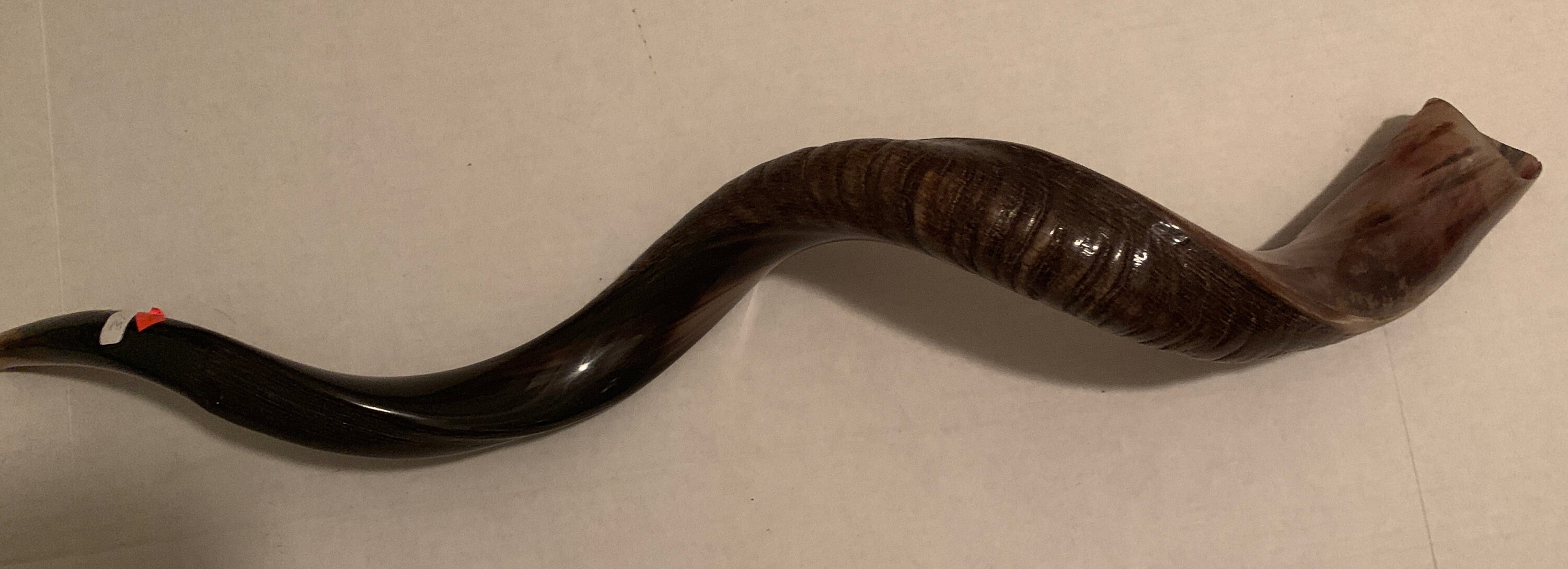 Yemenite Kudu Kosher Shofar Horn Natural Etsy