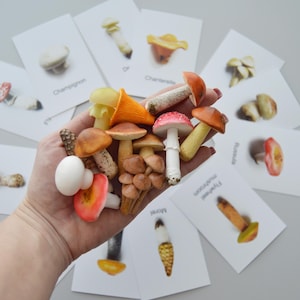 Miniatur Pilz Set - 12 Fimo Pilze & lehrreiche Karteikarten