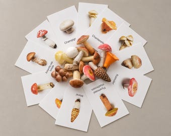 Montessori Mushroom Matching Set with 12 Realistic Polymer Clay Miniatures & Learning Cards