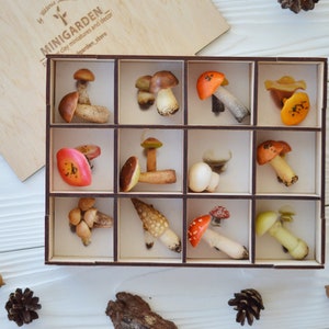 Sensory bin: polymer clay mini mushrooms toys, personalized fidget toys, magic mushroom, sorting educational games set, Montessori materials